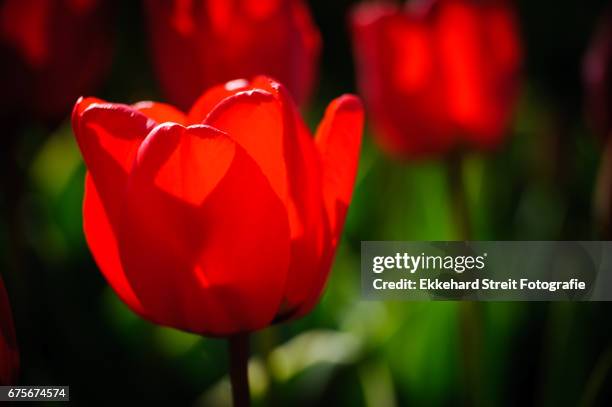 tulips of the netherlands - blühend fotografías e imágenes de stock