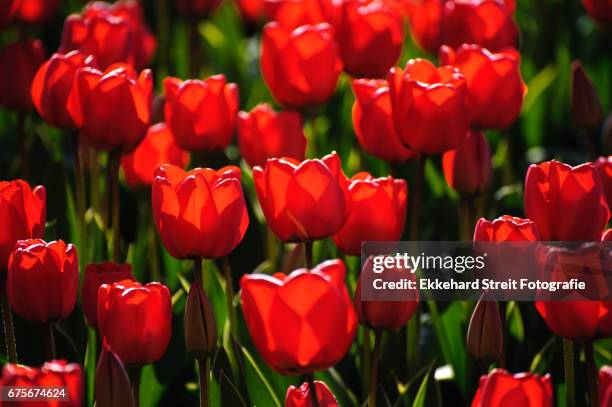 tulips of the netherlands - kommerzielle herstellung stockfoto's en -beelden