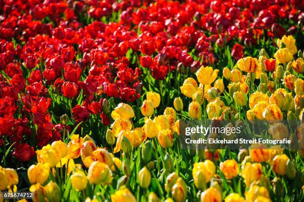 tulips of the netherlands - blühend foto e immagini stock