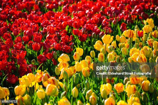 tulips of the netherlands - blühend - fotografias e filmes do acervo