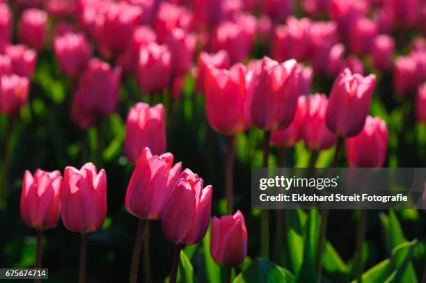 tulips of the netherlands - blühend foto e immagini stock