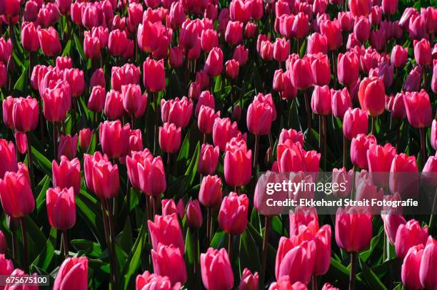 tulips of the netherlands - blühend - fotografias e filmes do acervo