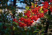 Holly Berries (Possum Haw Holly, Possumhaw, Deciduous Holly)