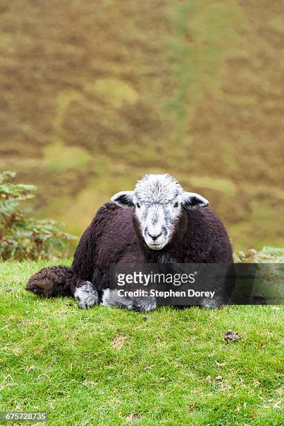 english lake district - a black herdwick sheep - herdwick sheep stockfoto's en -beelden