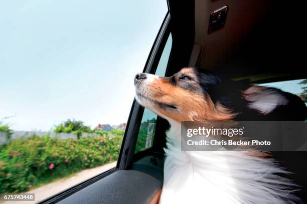 australian shepard dog riding in car with window open - australian shepherd - fotografias e filmes do acervo