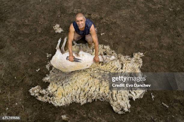 sheep shearing time - transhumance stock pictures, royalty-free photos & images