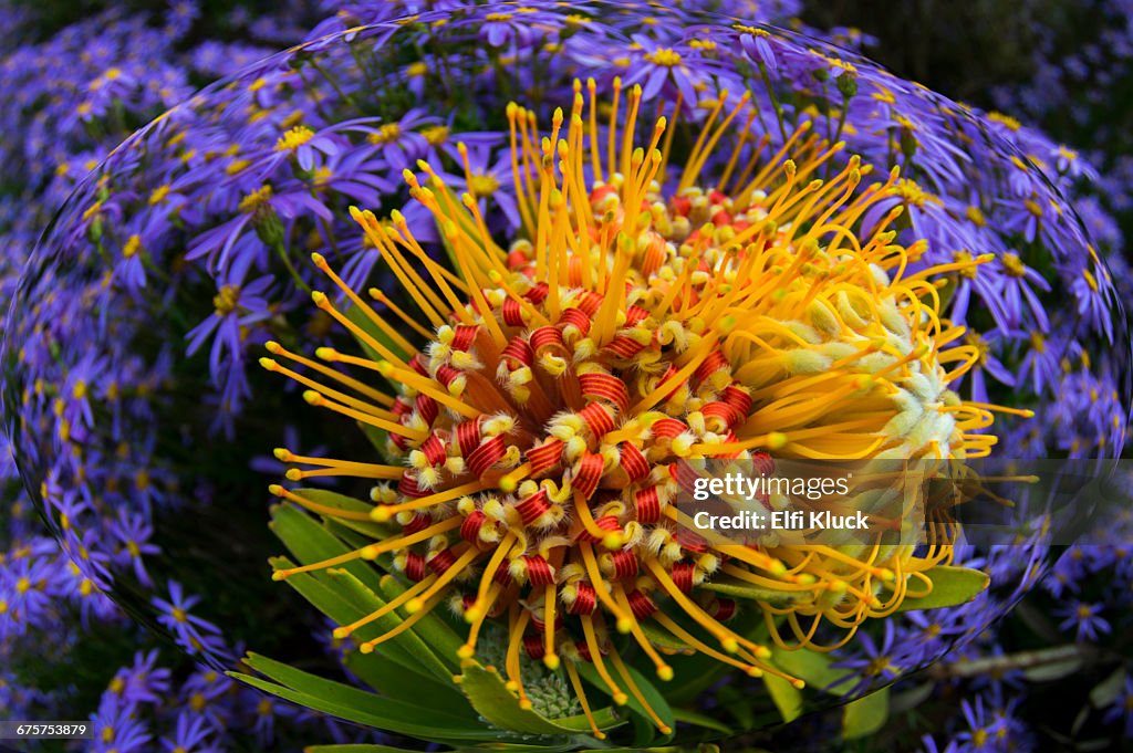 Pincushion Protea