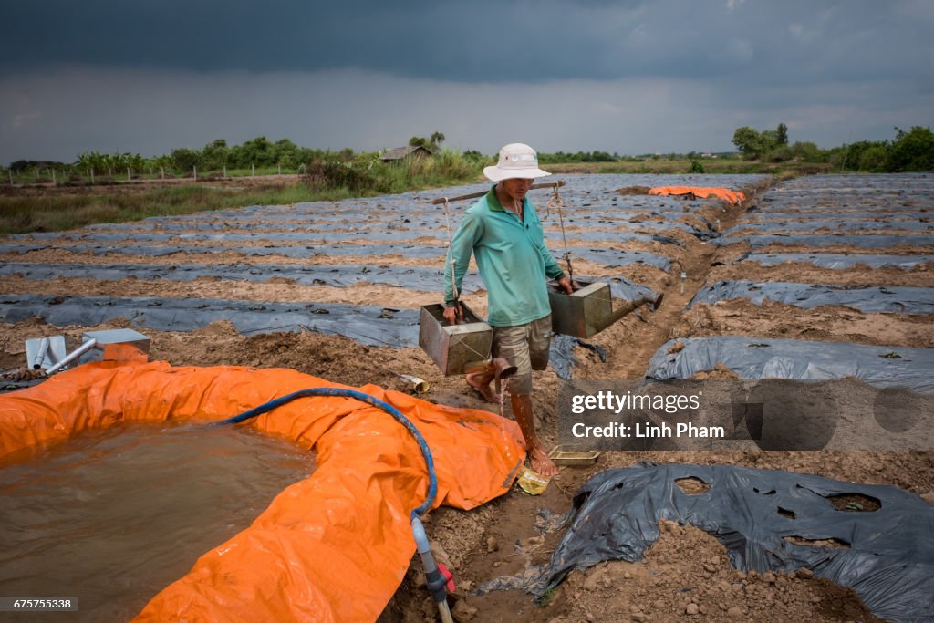 Vietnamese Farmers Livelihood Under Threat With Rising Seas
