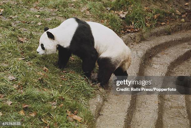 138 London Zoo Pandas Stock Photos, High-Res Pictures, and Images