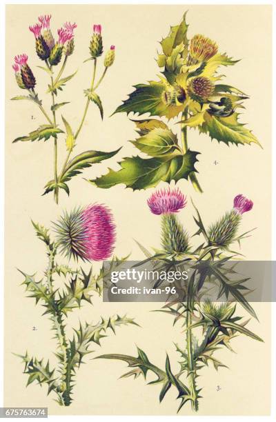 medicinal and herbal plants - thistle isolated stock illustrations