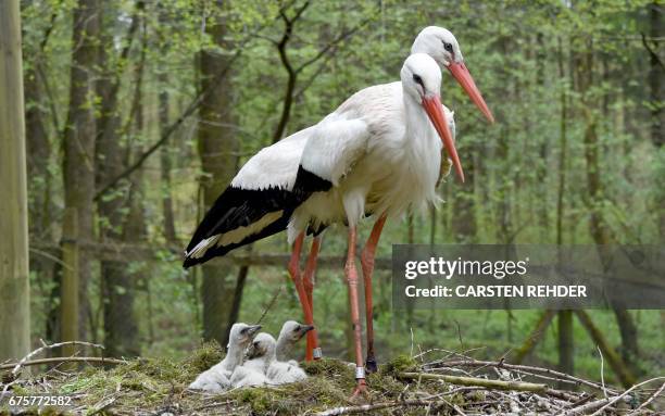 Four baby storks sit next to their parents in their nest on May 2, 2017 at the Eekholt wildlife park in Eekholt near Grossenaspe, northern Germany. /...