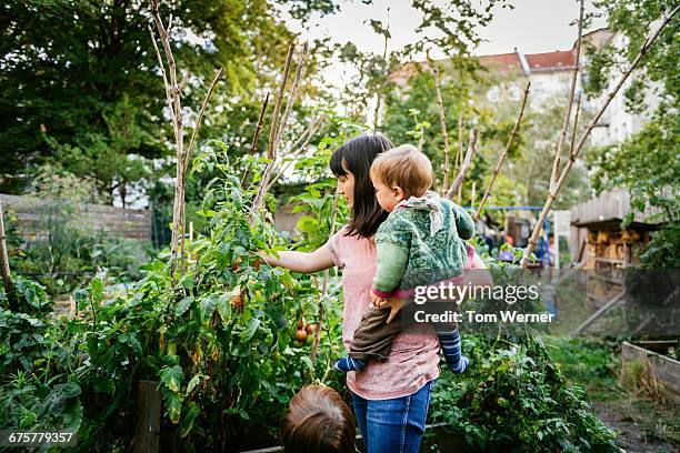 young mother with children in community garden - urban garden stock pictures, royalty-free photos & images