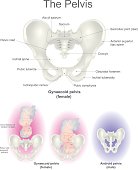 The pelvis. Reproductive organs Femel.