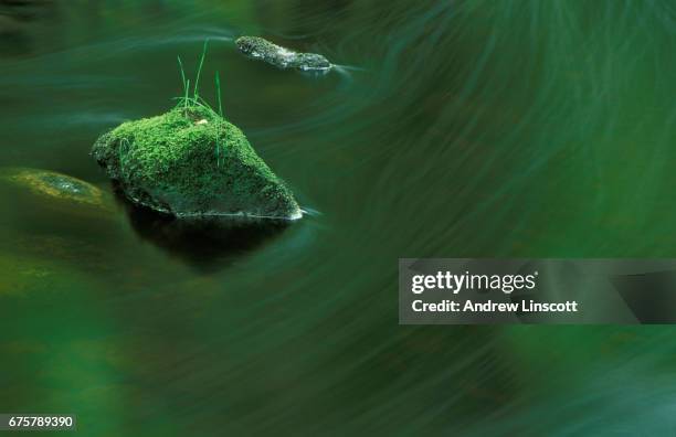 groene stroom - slow shutter stockfoto's en -beelden