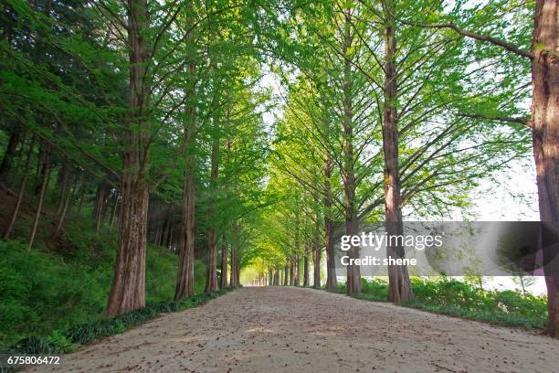 metasequoia trees - jeollanam do stock pictures, royalty-free photos & images