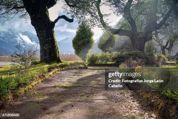 old trees of the peulla old square with early morning winter sunlight - árbol de hoja caduca 個照片及圖片檔