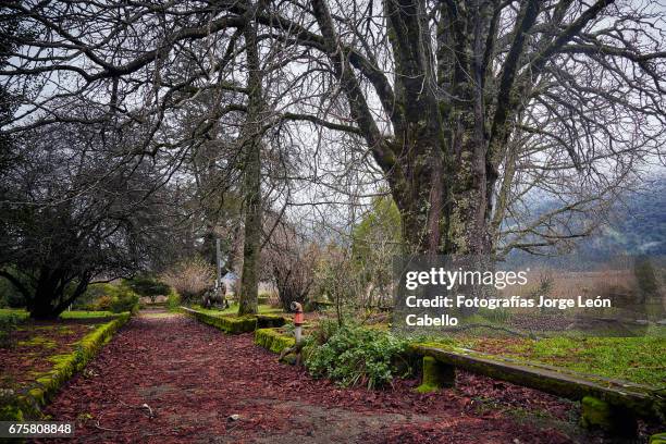 gardens of the peulla old square with a red carpet of leaves in winter - árbol stockfoto's en -beelden