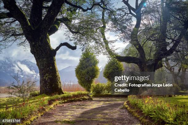 old trees of the peulla old square with early morning winter sunlight - lugar turístico stock pictures, royalty-free photos & images