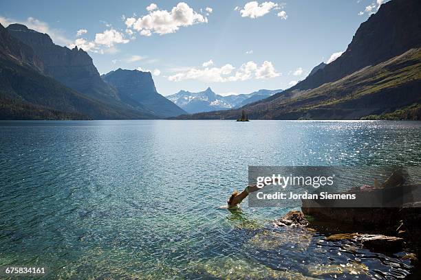 a woman diving into a lake - lake whitefish stock-fotos und bilder