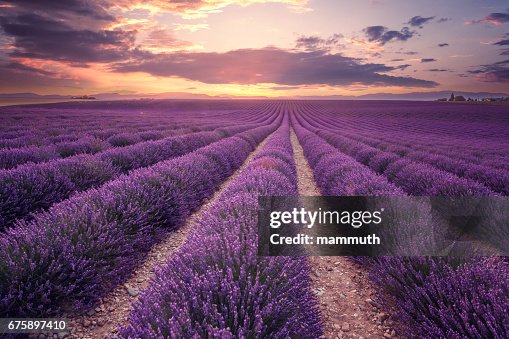 Campo di lavanda in Provenza, Francia (Plateau de Valensole) Campo di lavanda in Provenza, Francia (Plateau de Valensole)