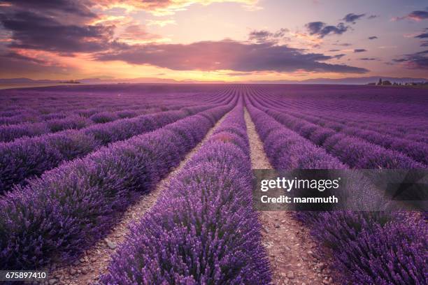 lavendel veld in provence, frankrijk (plateau de valensole) - lavendelkleurig stockfoto's en -beelden