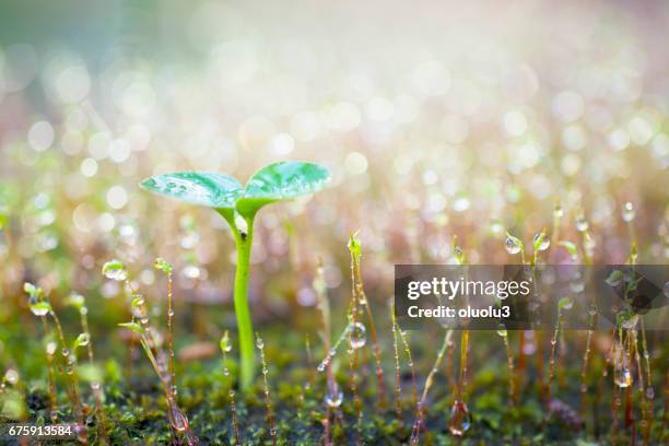 green sprout growing. - spring bud stock pictures, royalty-free photos & images