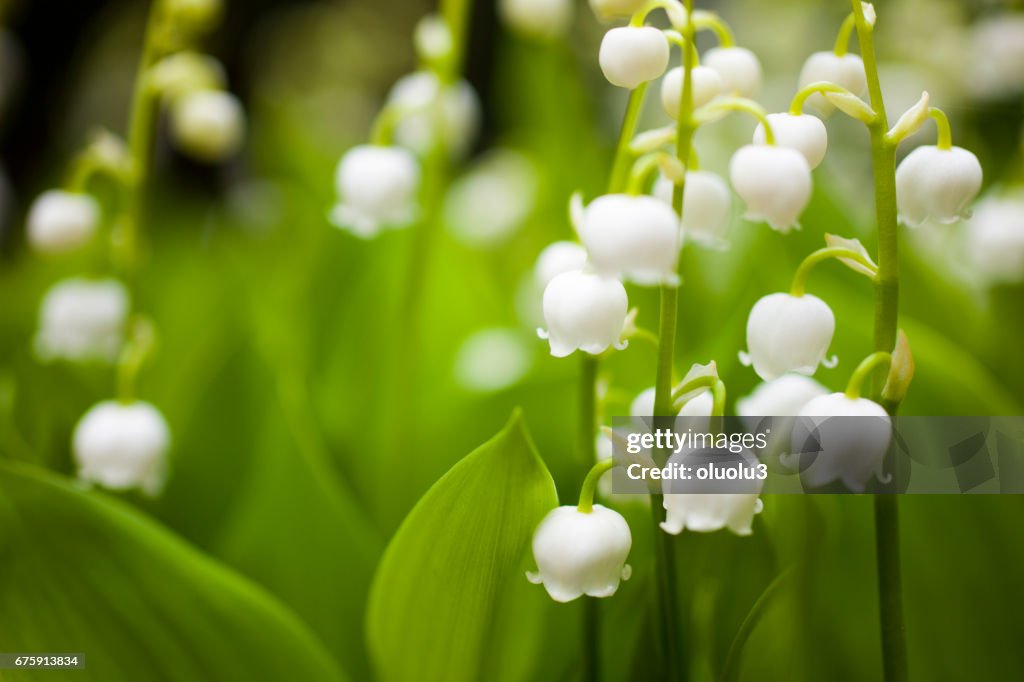 Lily of the valley