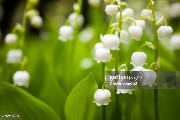 lily of the valley - flower detail leaf white stock pictures, royalty-free photos & images