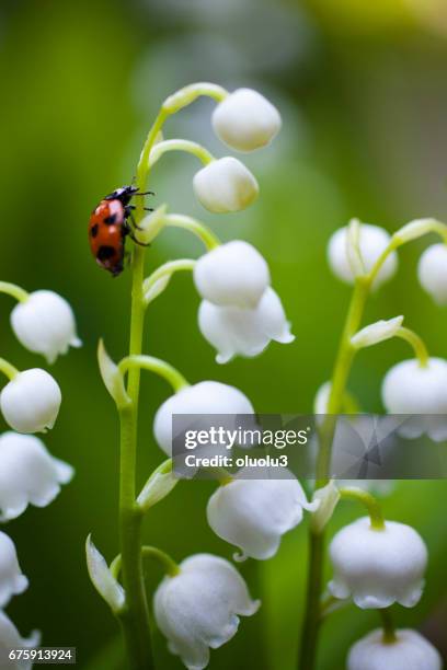 ladybug on the lily of the valley - lily of the valley imagens e fotografias de stock