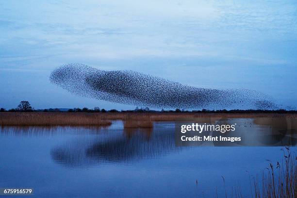 a murmuration of starlings, a spectacular aerobatic display of a large number of birds in flight at dusk over the countryside. - majestic bird stock pictures, royalty-free photos & images