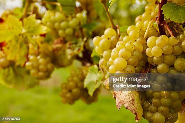 bunches of green grapes hanging on the vine. - vineyard stock pictures, royalty-free photos & images