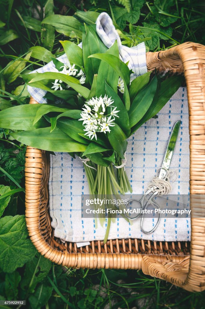 Wild Food Foraging