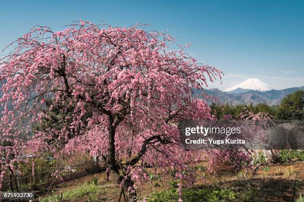 mt. fuji over peach blossoms - fiore di pesco foto e immagini stock
