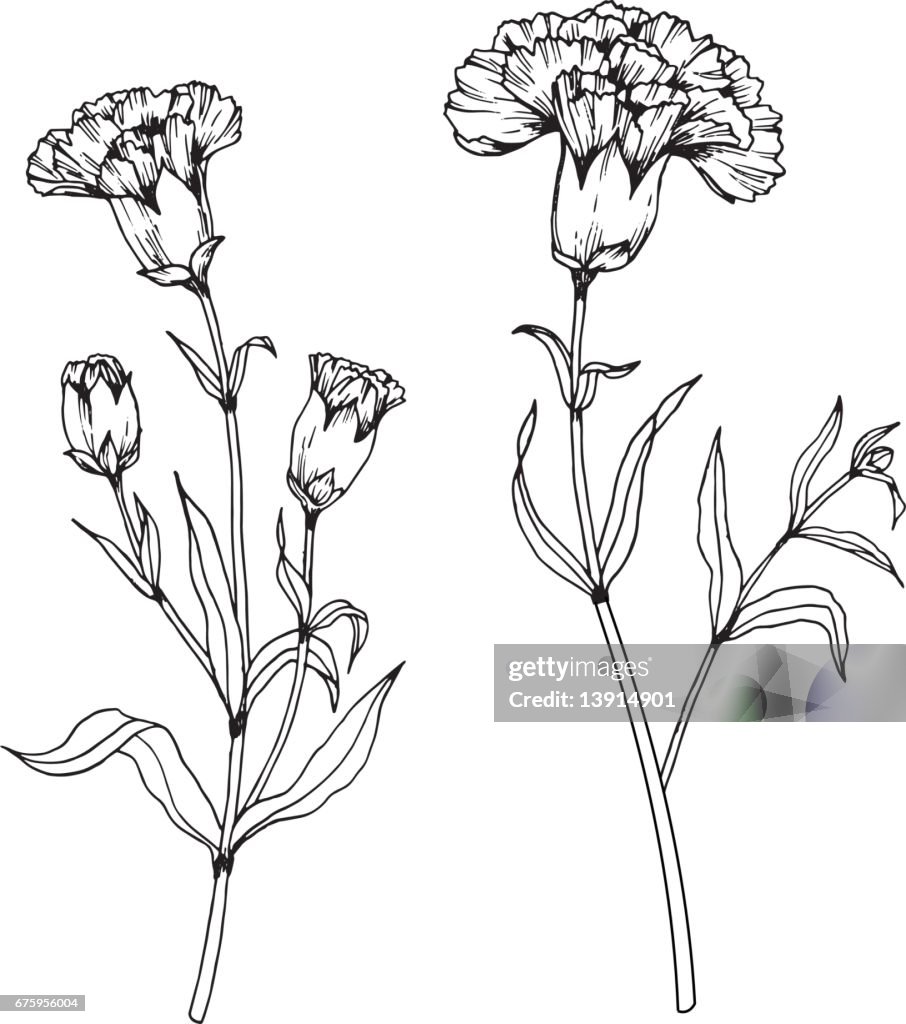 Simple Carnation How To Draw A Carnation Flower Step By Step