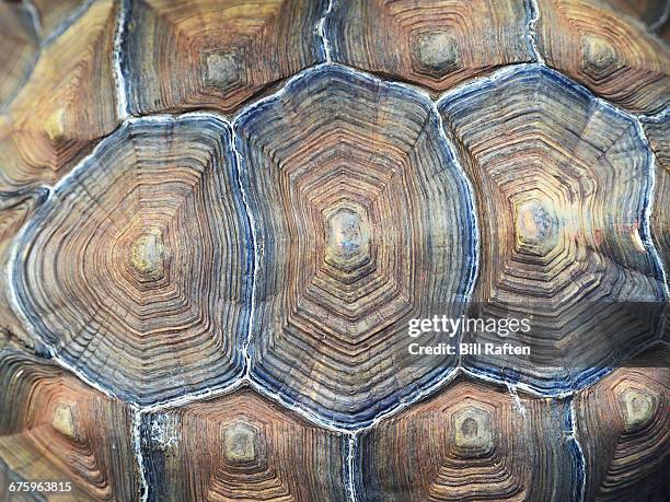 192 Tortoise Shell Texture Stock Photos, High-Res Pictures, and Images ...