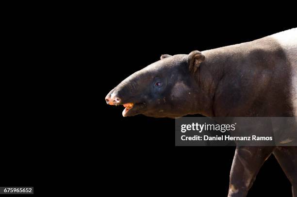 malayan tapir body part with black background - tapiro della malesia foto e immagini stock