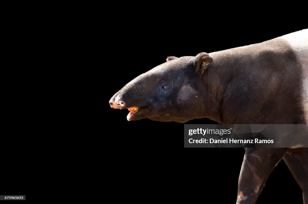 Tapir Rear Malayan Tapir Body Part With Black Background High-Res Stock Photo ...