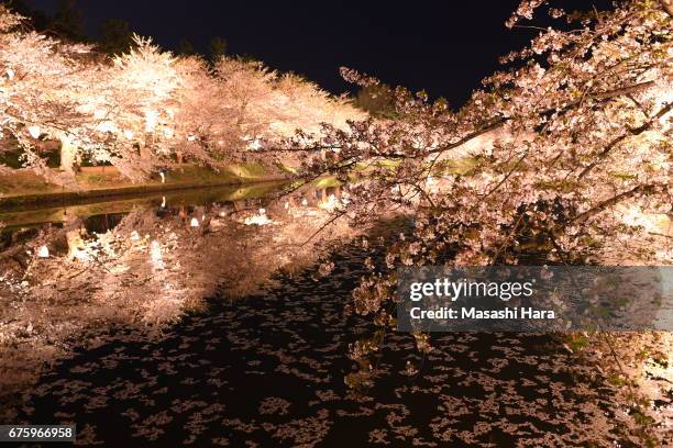 Fully bloomed cherry blossoms are illuminated along with a moat of Hirosaki Castle Park on May 1, 2017 in Hirosaki, Aomori, Japan.