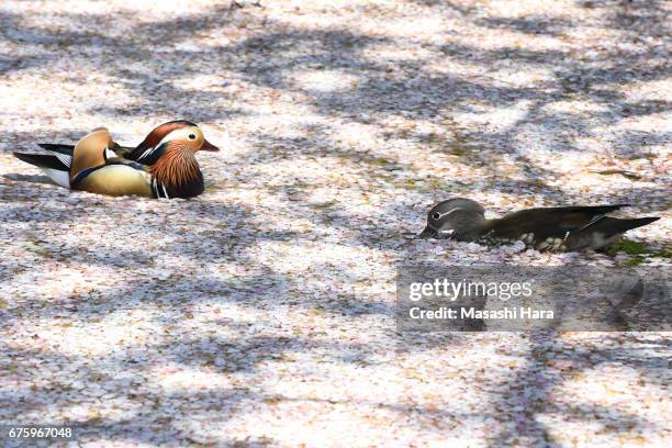 Ducks are seen at cherry blossom petal covered moat at Hirosaki Castle Park on May 1, 2017 in Hirosaki, Aomori, Japan.