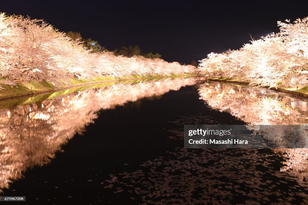 People Enjoy Cherry Blossom At Hirosaki Castle