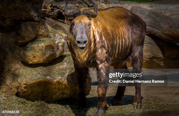 mishmi takin body looking at camera. budorcas taxicolor taxicolor - takin stock pictures, royalty-free photos & images