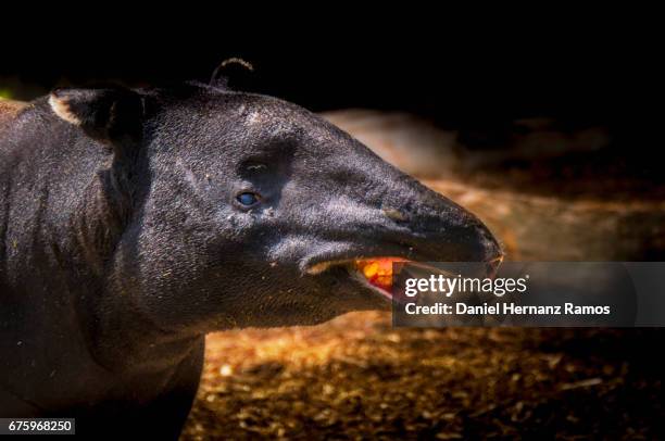 malayan tapir head. tapirus indicus - tapiro della malesia foto e immagini stock