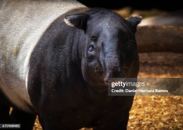 malayan tapir looking at camera. tapirus indicus - tapiro della malesia foto e immagini stock