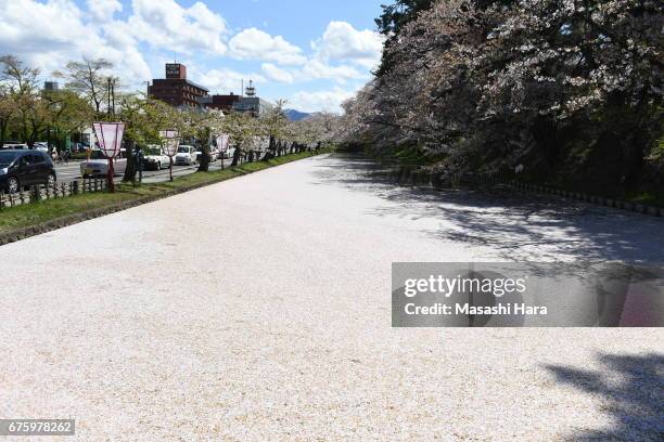 Moat is covered with petals of cherry blossoms at Hirosaki Castle Park on May 1, 2017 in Hirosaki, Aomori, Japan.