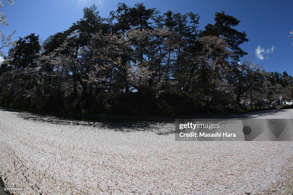 People Enjoy Cherry Blossom At Hirosaki Castle