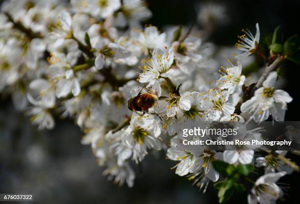 a bee in the blossom - hawthorn,_victoria stock pictures, royalty-free photos & images