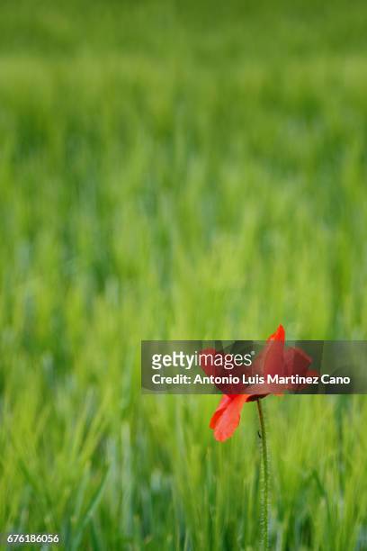 red poppy flower among wheat crop - frescura stock-fotos und bilder