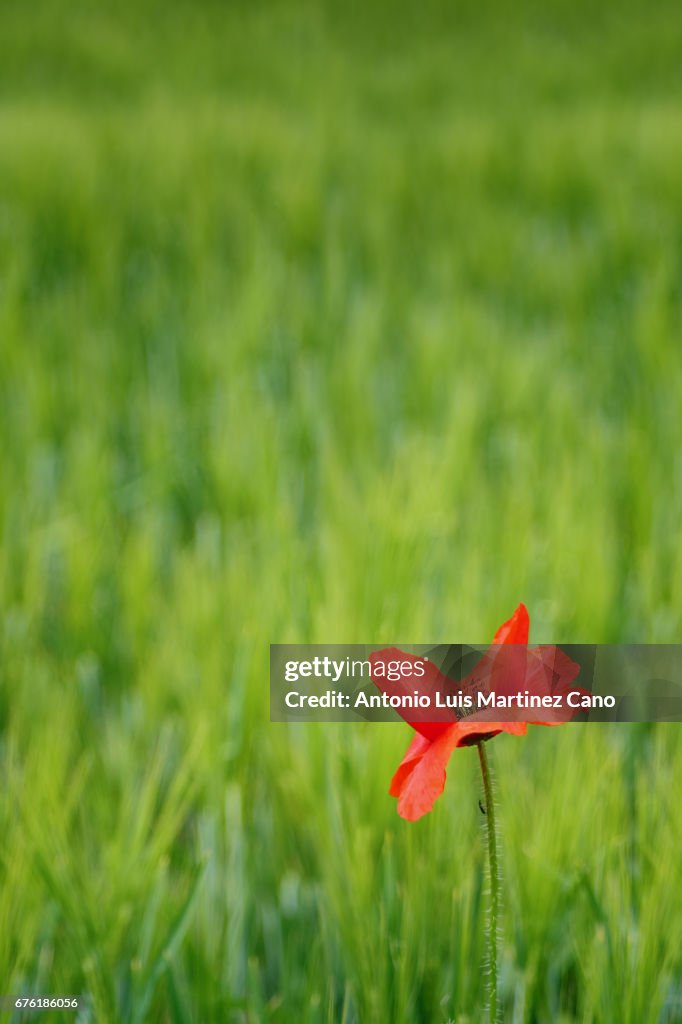 Red poppy flower among wheat crop