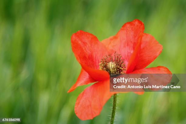 red poppy flower among wheat crop - frescura stock-fotos und bilder