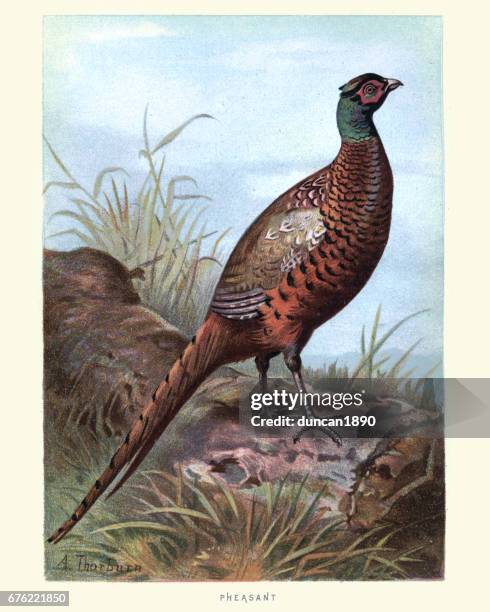 naturgeschichte - vögel - fasan (phasianus colchicus) - pheasant bird stock-grafiken, -clipart, -cartoons und -symbole